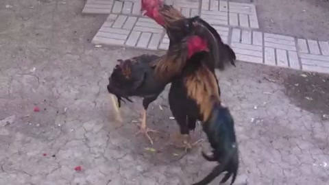 Nozik mulatto jinsiy aloqa