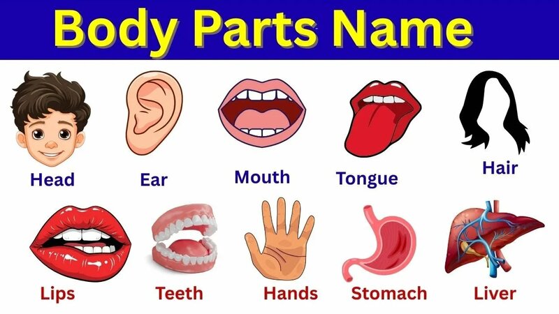 Body Parts Name in English with Pictures Human Body Parts Learn