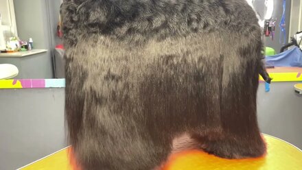 Инновационная косметика для домашних животных Groom Galaxy