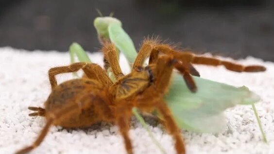 rüyada peygamber devesi görmek: 570 video Yandex'te bulundu