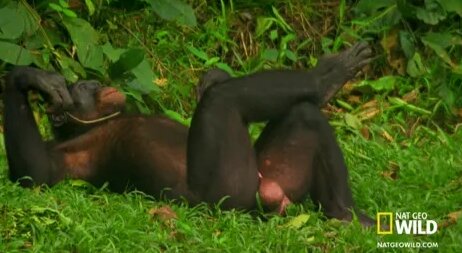 Алла Кожникова порно