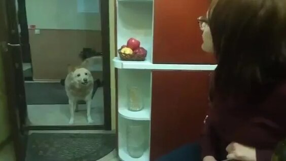 Собака лает шёпотом — Видео от Vine Video