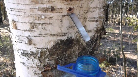процесс сбора березового сока, пластиковая бутылка на стволе