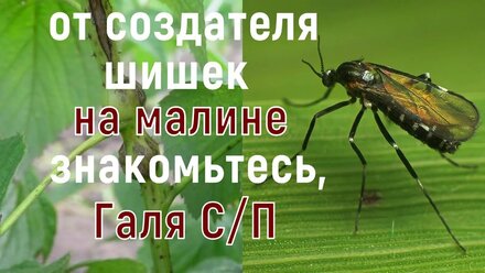МАЛИННАЯ ГАЛЛИЦА, стеблевая и побеговая! Различия и методы борьбы!