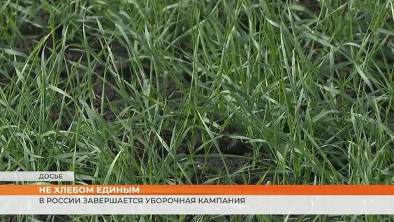 В России завершается уборочная кампания — Видео от 10 канал