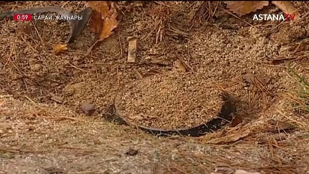 Әуесқойлық белбеулі секс