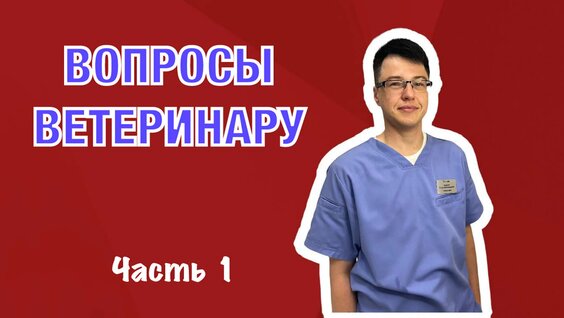 Посетили ветклинику one:vet. Главный врач о необходимых процедурах для щенков. — Видео от Woof...