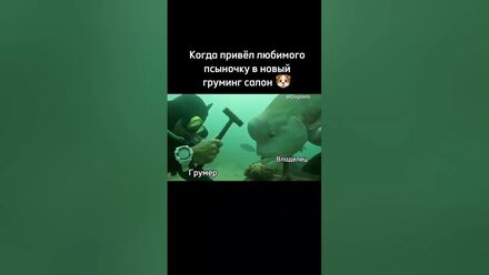 Узнаете себя?)) #грумингсалон #груминг #собаки #собака #смешно #прикол #юмор #животные