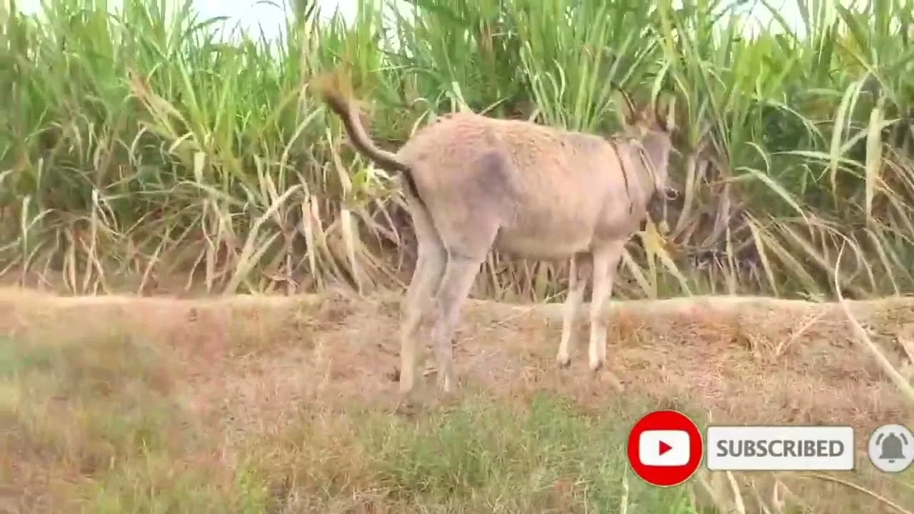 Donkey Mating First time Animals mating New compilation  Donkey Mating -  تزاوج الحمير تزاوج الح