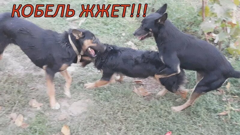 Две сучки дерутся за кобеля!