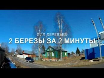 Спиливание 2 берез за 2 минуты (ускоренная съемка)