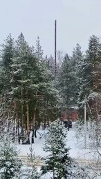 ❄️Снегопад, 🌴сосны, балкон #shortvideo #snow #winter #зима #снег #shorts #шортс #сосновыйлес #сосны