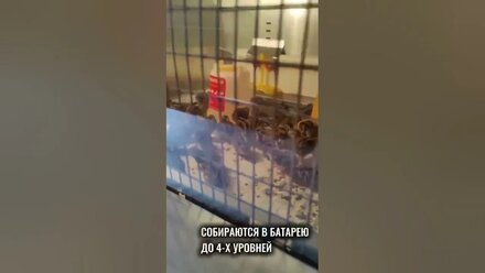 🐥Понаблюдаем за маленькими птенцами в брудере?