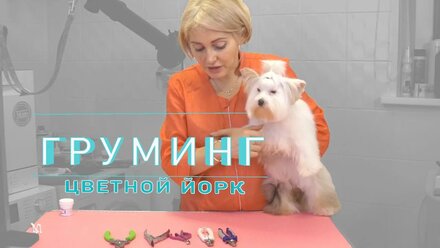 Груминг Цветного Йорка