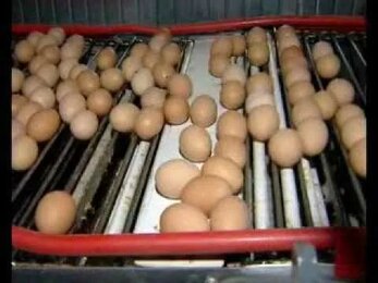Hellmann Poultry Poultry Russia