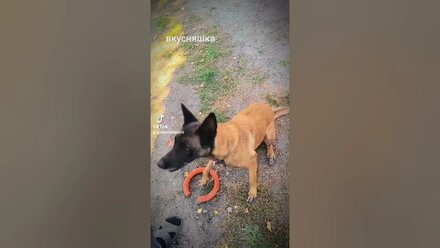 Малинуа сьела лимон прикол