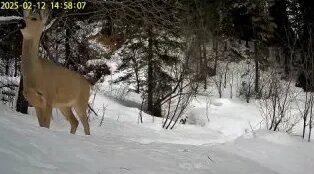 Видео от Алтайский биосферный заповедник — Видео от Алтайский биосферный заповедник