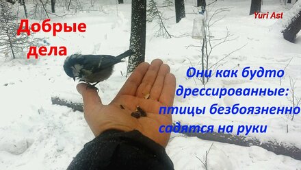 Они как будто дрессированные: птицы безбоязненно садятся на руки