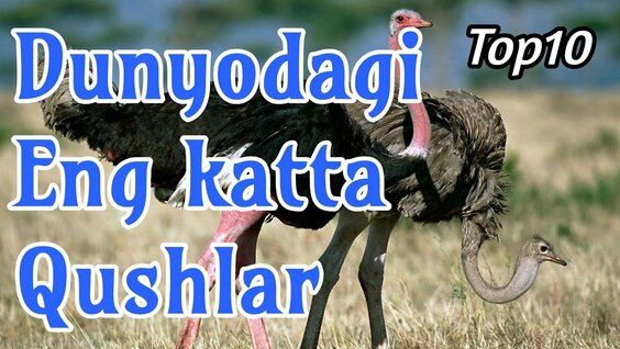 Yalangoch yosh kokraklar