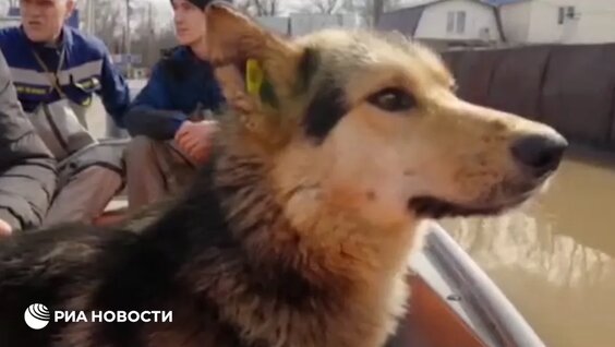 Спасают животных во время паводка — Видео от РИА Новости