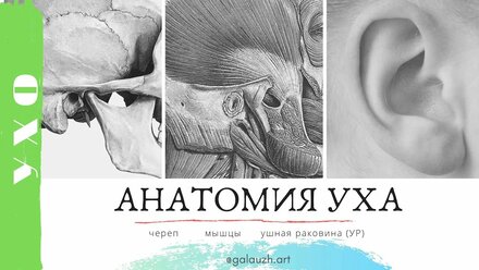 06_1_Анатомия уха