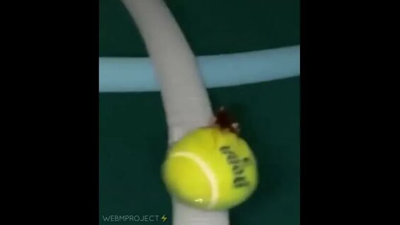 Жүргізушімен тікелей порно