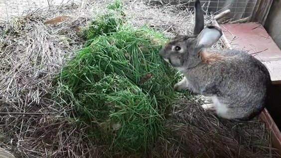 Самообеспечение мясом и молоком в автономном режиме. — Видео от Родовое Поместье