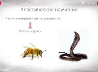 07. Бихевиоризм — Видео от Алия Семёнова