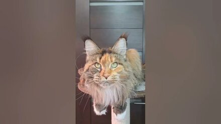 Megacoon Zara