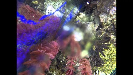 My workplace aquarium
