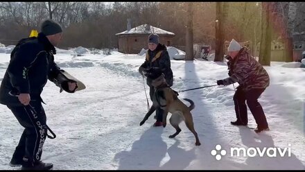 Тренировка в Кемерово. Защитный раздел (ЗКС). Малинуа. Дрессировка собак. Уроки дрессировки собак.