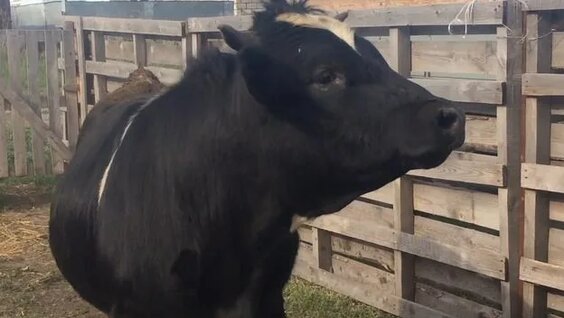 Ресейлік атақты порно