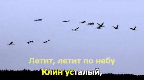 Порно қаздар аққулар