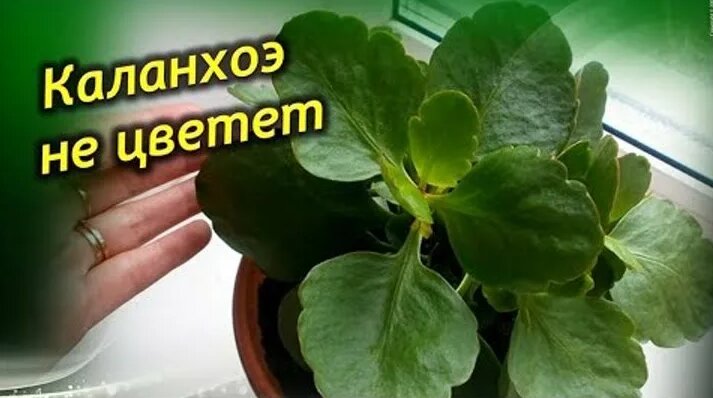 Не цветет и вытягивается вверх Каланхоэ! Что делать? Как заставить ...