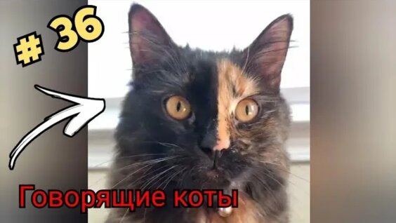 кот разговаривает: 2 тыс. видео найдено в Яндексе