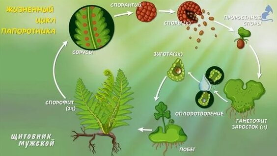 Порно киска whatsapp