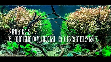 РЫБКИ В ПРИРОДНОМ АКВАРИУМЕ
