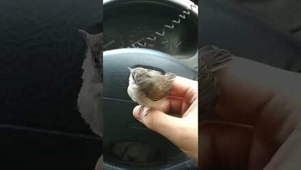 Птенец воробья залетел мне в окно машины | The sparrow chick flew through my car window