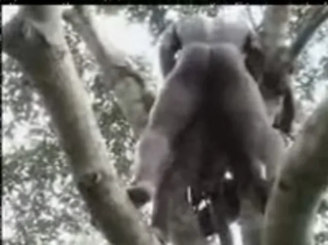 Ішімдік ішіп алған әйелдердің порно видеолары