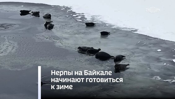 Нерпы на Байкале начинают готовиться к зиме — Видео от Вести