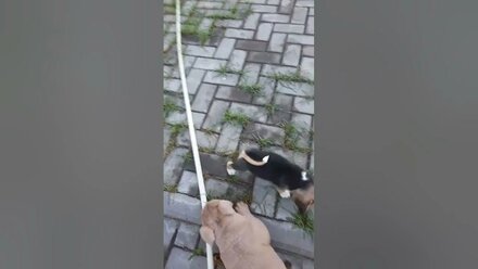 щенки американского булли и бигли. 8-927-277-24-37 питомник Стелла Фиделис #puppy, #собаки, #щенок,