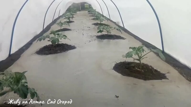 Грядка-термос, почему прозрачная плёнка, а не чёрная - Смотреть онлайн ...