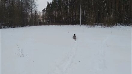 Забеги по твердому насту.
