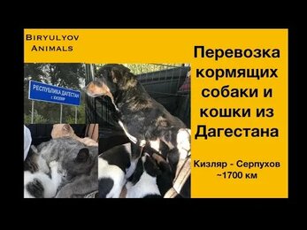 Перевозки животных: Кизляр - Серпухов. Кормящие кошка и собака.