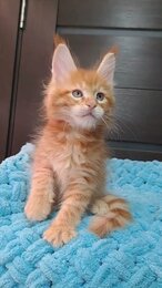Megacoon Nemo