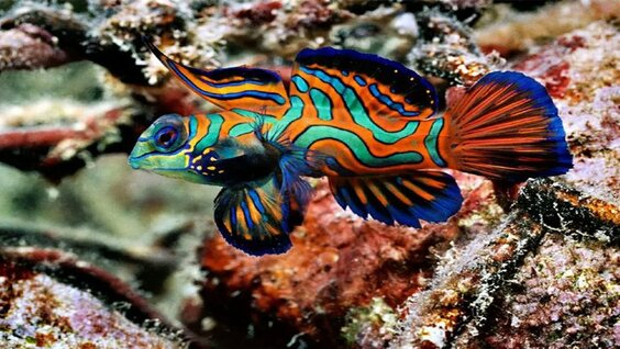 Подводный мир и великолепие Морских глубин Красного моря. Документальный фильм — Видео от Александр ...