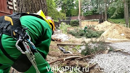 Валка дерева с оттяжкой в Токсово