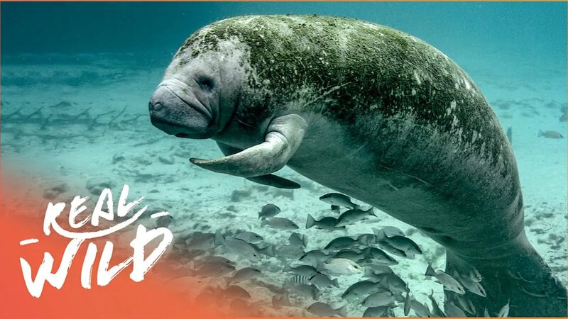 The Secrets Of Nature's Weirdest Creatures (Wildlife Documentary ...
