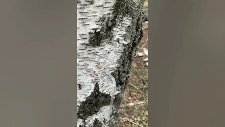 березового сока