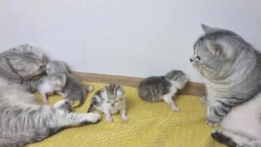 Похождения Кексика. Вязка кошек состоялась. Успешная садка. Cats mating.